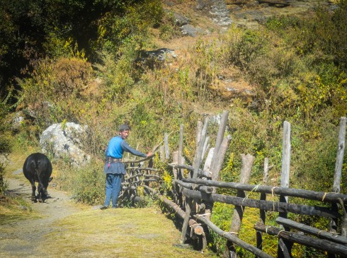 Nepal first day man and bull